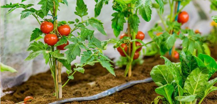 کشت گوجه فرنگی زمستانه در شهرستان مهر