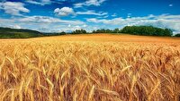 خرید تضمینی حدود ۴۰۰۰  تن گندم از گندمکاران ساروی