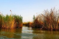 هشدار ضرورت رسیدگی به وضعیت تالاب شادگان