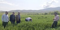 جهش ۱۰ برابری تولید علوفه در اراضی دیم آذربایجان شرقی
