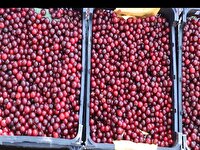 تولید ۱۲ هزار تن گیلاس و آلبالو در اردبیل