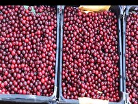 تولید ۱۲ هزار تن گیلاس و آلبالو در اردبیل