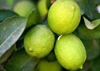 تولید بیش از ۱۲ تن لیموترش در گلخانه‌های سوادکوه شمالی