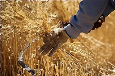 پیش بینی تولید ۳۳۰ هزار تن گندم در مزارع زیرکشت گندم شهرستان بیجار در سال زراعی جاری