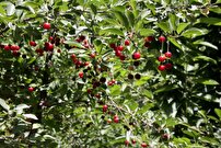 برداشت مروارید‌های سرخ از باغات شهرستان خنداب