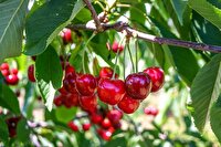 سطح زیر کشت گیلاس در مهاباد بیش از ۱۲۰ هکتار است