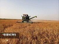 برداشت گلرنگ در روستای ملک آباد دهستان قمرود