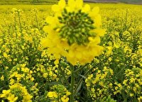 خرید یکهزار و ۳۰۰ تن کلزا از کشاورزان لرستانی