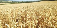 برگزاری جلسه خرید تضمینی گندم شهرستان دیواندره