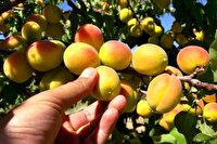پیش‌بینی برداشت بیش از ۲۷ هزار تُن زردآلو از باغهای آذربایجان‌غربی