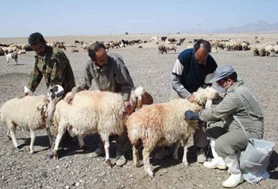 واکسیناسیون یک میلیون راس دام سبک علیه بیماری طاعون نشخوارکنندگان کوچک