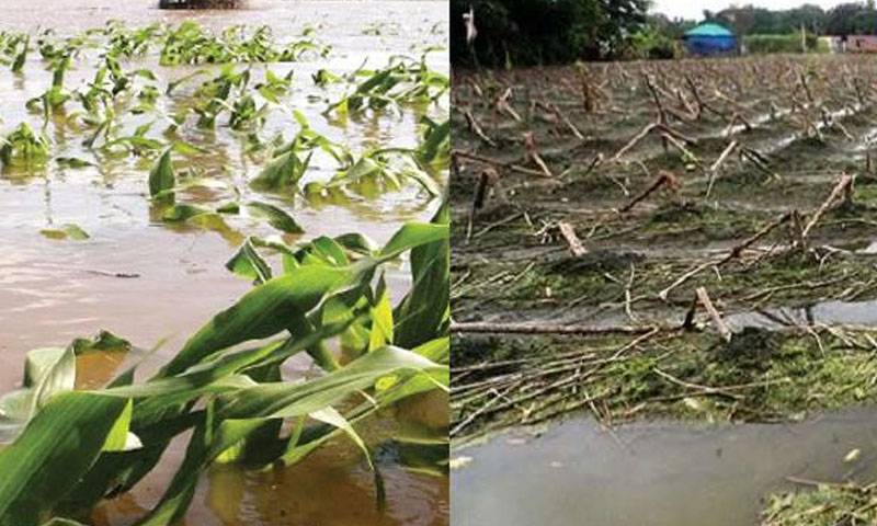اعلام وضعیت فوقالعاده کشاورزی در پاکستان پس از خسارتهای سیل اعلام وضعیت فوقالعاده کشاورزی در پاکستان پس از خسارتهای سیل
