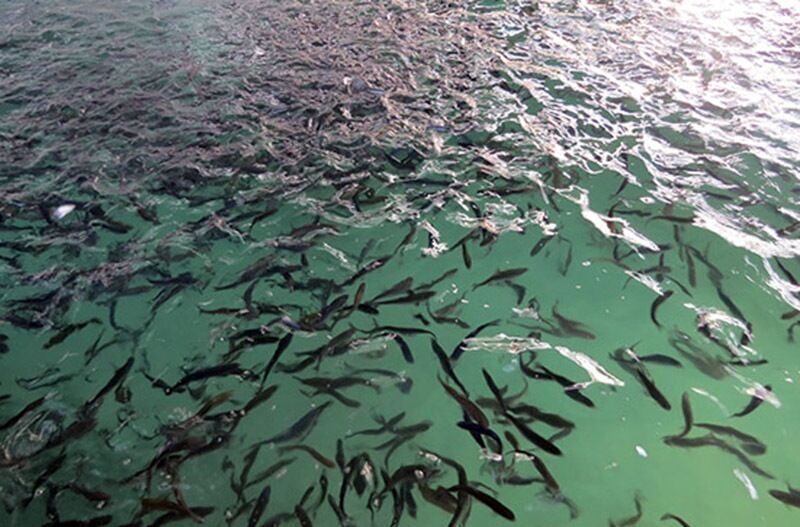 ساخت مرکز بازسازی ذخایر آبزیان در قشم