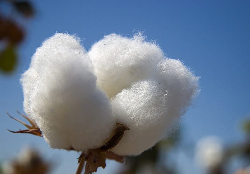 تولید دو رقم بذر جدید پنبه در ایران تولید دو رقم بذر جدید پنبه در ایران