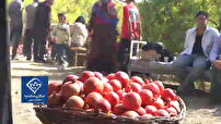 برگزاری چهارمین رویداد گردشگری انار در فردوس