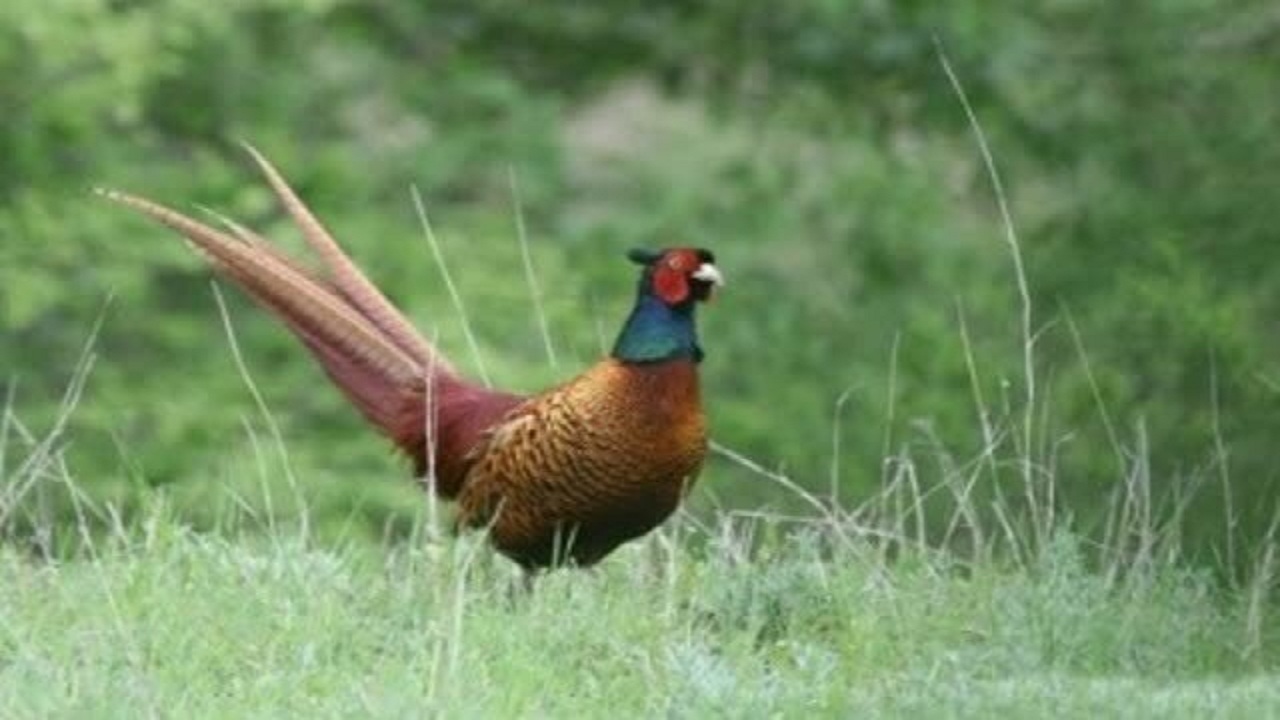 سرشماری پاییزه قرقاول قفقازی در ارسباران