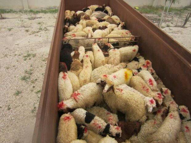 توقیف ۳۴ رأس دام سبک در سبزوار