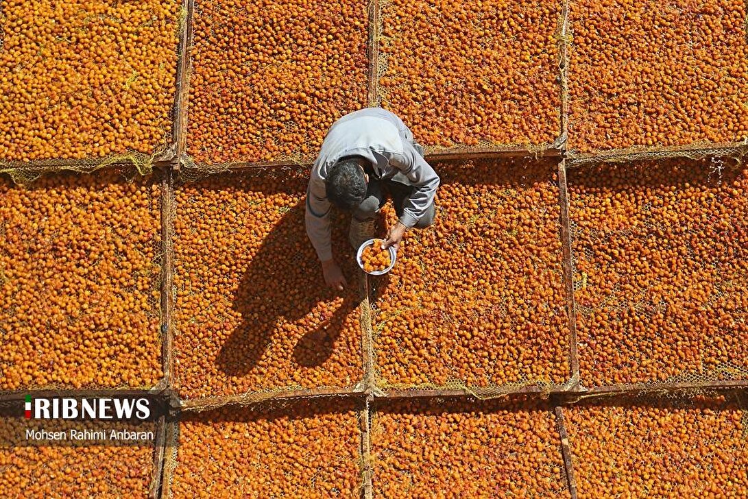 برداشت و خشک کردن سنتی آلو در خور