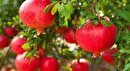 برداشت انار از باغات پاوه
