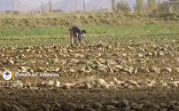احیای کشت چغندر قند در شازند؛ محصولی استراتژیک با مصرف آب کمتر