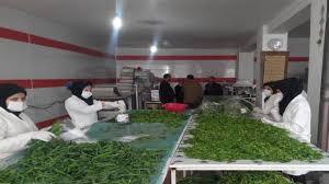 فرآوری ۵۰ درصد از سبزیجات تولیدی طبس