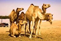 ایجاد شهرک‌های «پرورش شتر» و «زنجیره ارزش» در استان گلستان