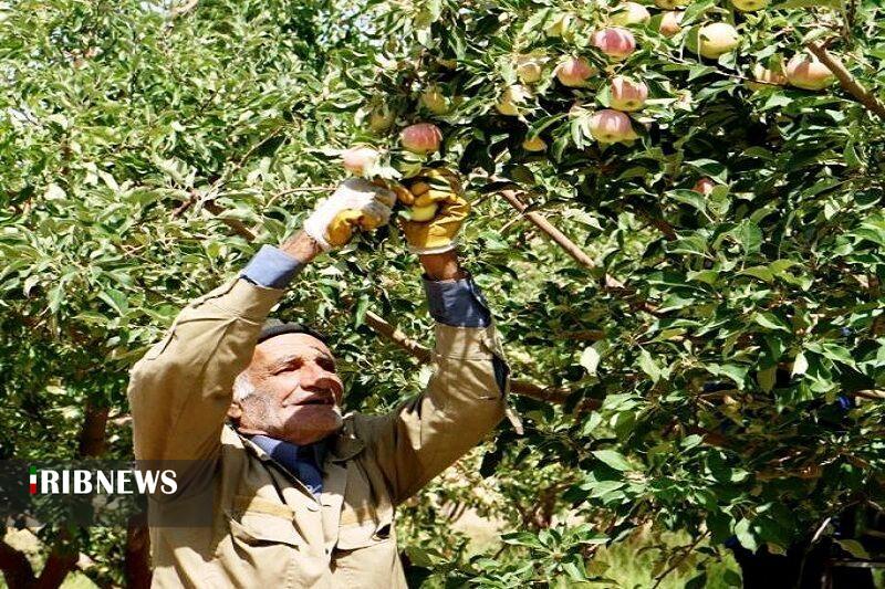 برداشت حدود ۵۷ هزار تن سیب در خراسان شمالی