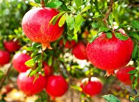 برداشت انار در مازندران بیشتر از میانگین کشوری