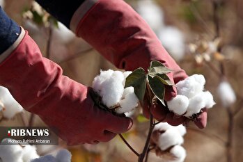 برداشت پنبه در تربت حیدریه