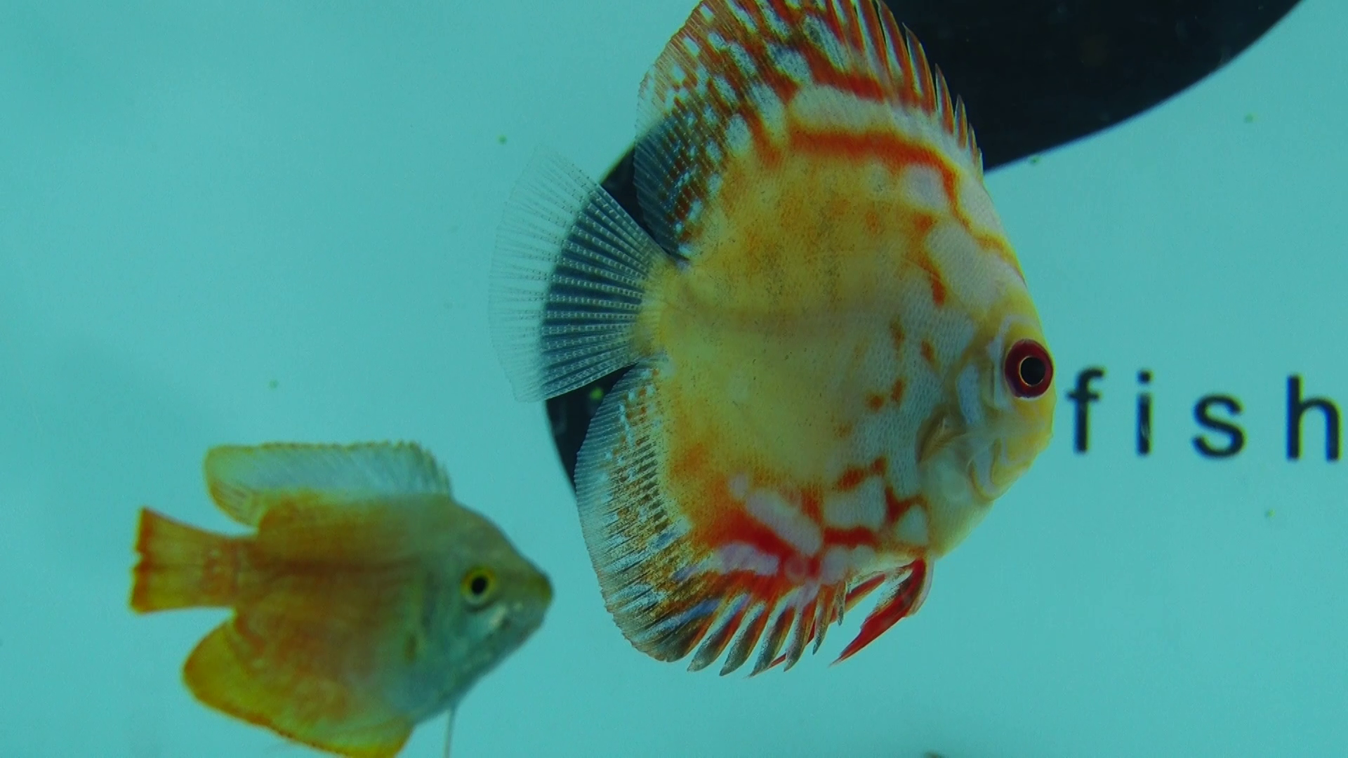 تولید سالیانه یک میلیون قطعه ماهی زینتی در استان زنجان