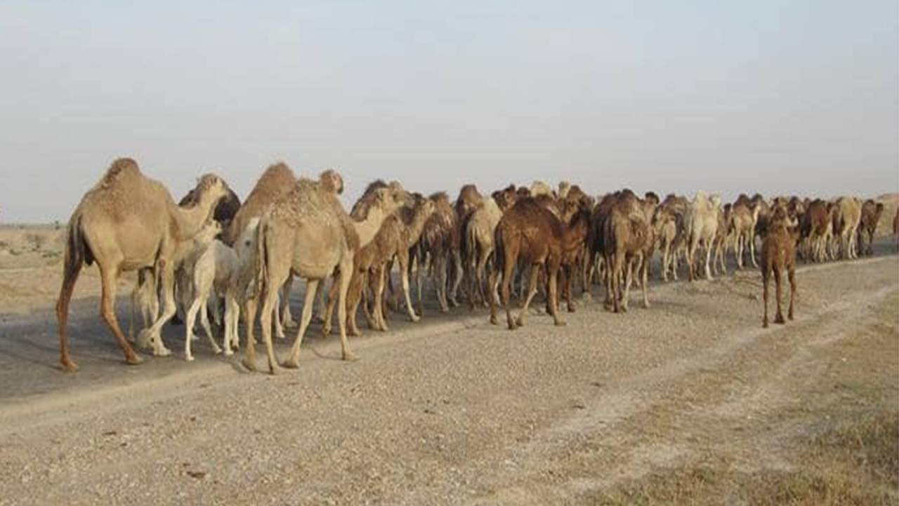 کوچ پرورش دهندگان زنبور از مناطق ییلاق به قشلاق