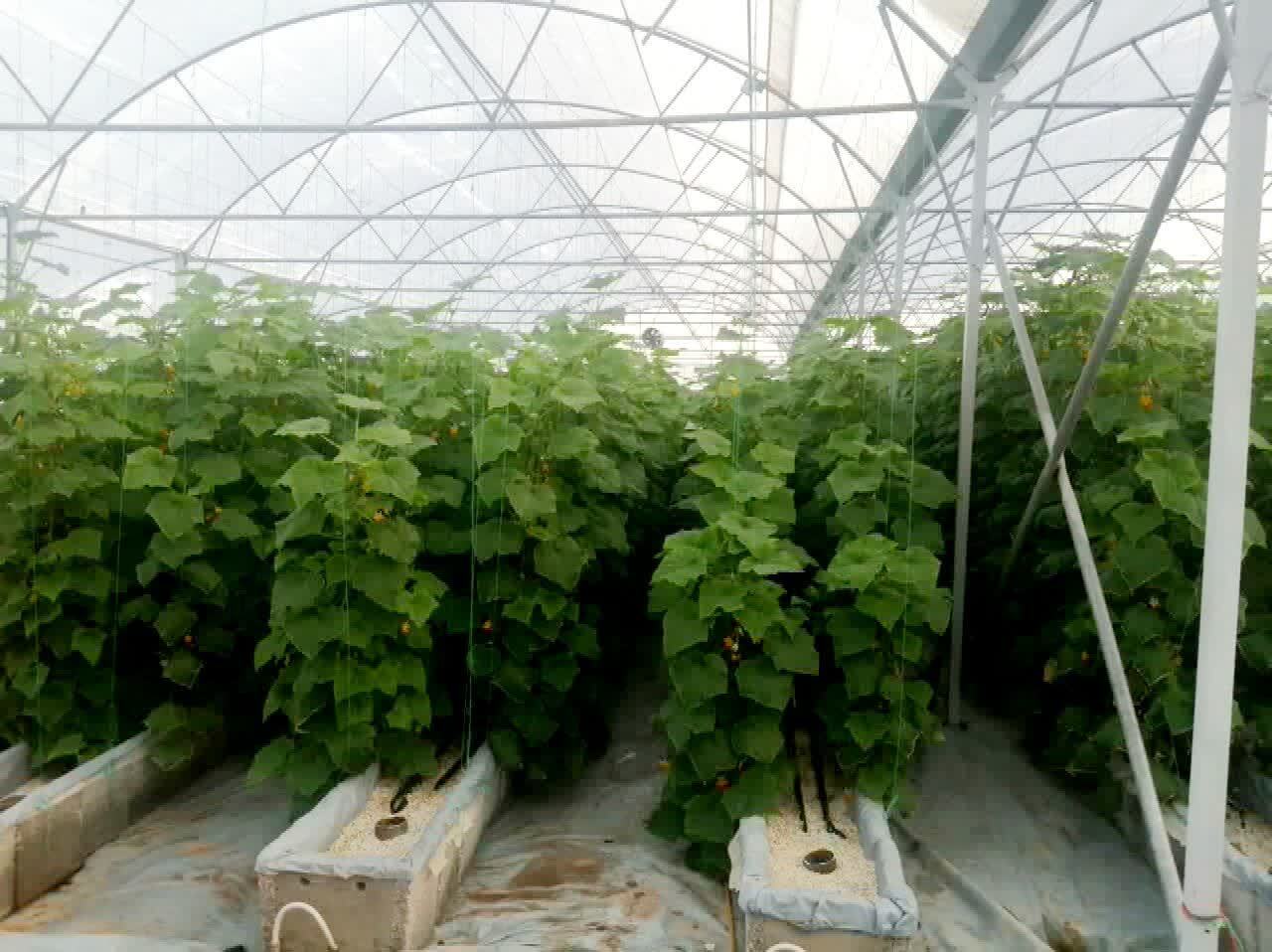 برداشت ۹۵۰ تن محصول گلخانهای، جهش تولید در شهرکهای کشاورزی آذربایجانغربی برداشت ۹۵۰ تن محصول گلخانهای، جهش تولید در شهرکهای کشاورزی آذربایجانغربی