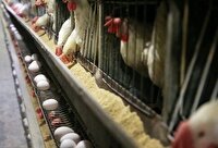 خورد و خوراک مرغ ها؛ پس از ۵ روز گرسنگی، تأمین شد