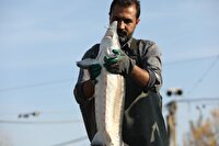 کلات از مستعدترین مناطق خراسان رضوی برای پرورش ماهیان خاویاری