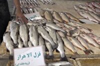 بازار ماهی گرگان ،تنوع انتخاب طعم های تازه