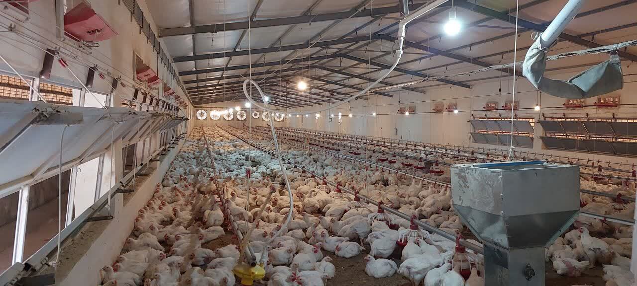 بهره برداری از مرغداری ۴۰هزار قطعه‌ای گناوه