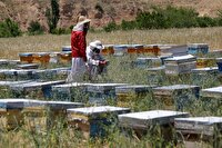 ۱۲۷ هزار تن تولید عسل در سال جاری