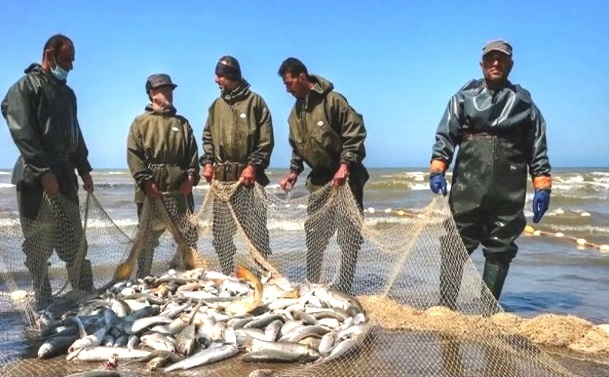 افزایش ۶۰ درصدی صید ماهیان استخوانی در گیلان