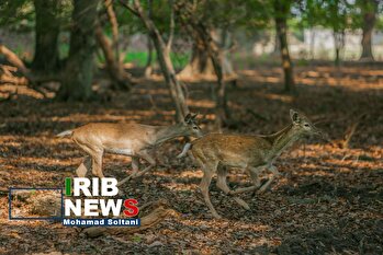 گوزن زرد ایرانی