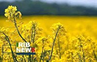 کشت ۴۲۲ هکتار دانه روغنی کلزا در خراسان شمالی