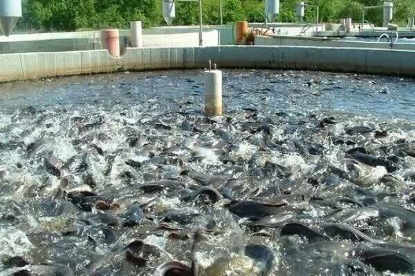 پیش بینی تولید بیش از ۲۱ هزار تن آبزیان در آذربایجان‌غربی