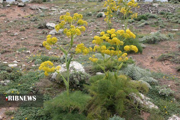 احیای ۱۸۰ هکتار از مراتع بجنورد برای توسعه گیاه دارویی باریجه 