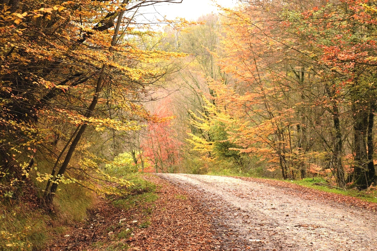 پایداری هوای گیلان در روز‌های آینده