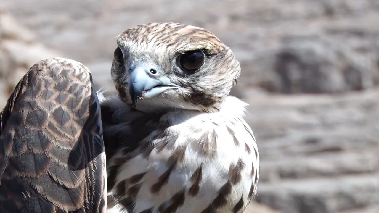 رهاسازی یک بهله بالابان در ارتفاعات البرز