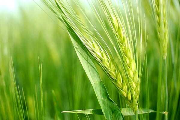 کشت گندم آبی در ۲۱۰ هزار هکتار از زمین‌های خوزستان