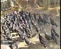 پرورش بوقلمون در خراسان شمالی گامی مهم در صنعت دامپروری و اشتغال زایی

 