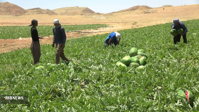 برداشت هنداونه از 50 هکتار زمین در بهمئی