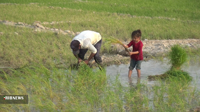 نشاء برنج تابستانه در بهمئی